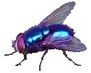 mosca azul